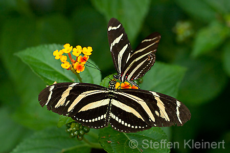 034 Zebra-Falter - Heliconius charitonius